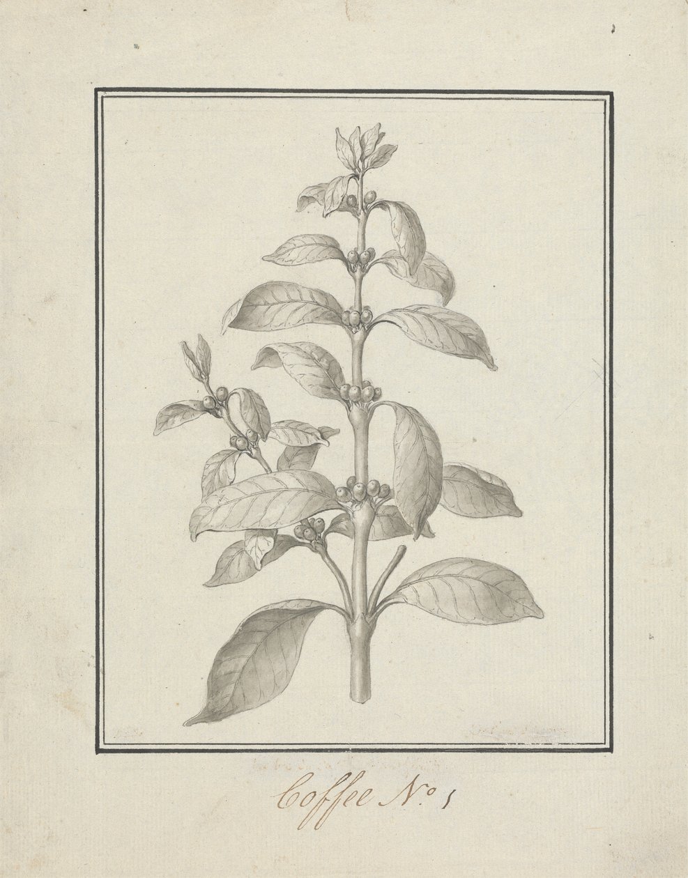 Coffea arabica L. (Caffè Arabica): disegno finito di germoglio foglioso e bacche da Luigi Balugani