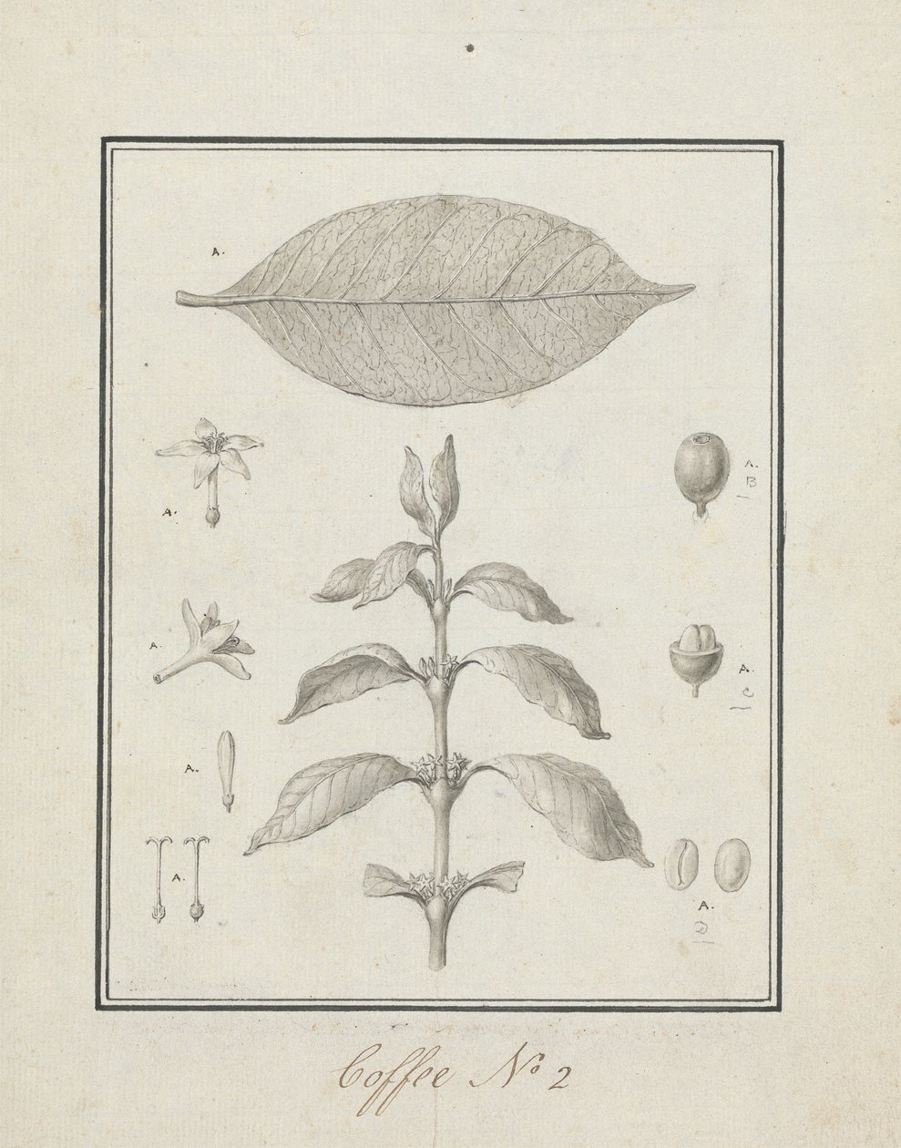 Coffea arabica L. (Caffè Arabica): disegno finito di un germoglio fogliare, con dettagli di fiori, foglia e frutti da Luigi Balugani