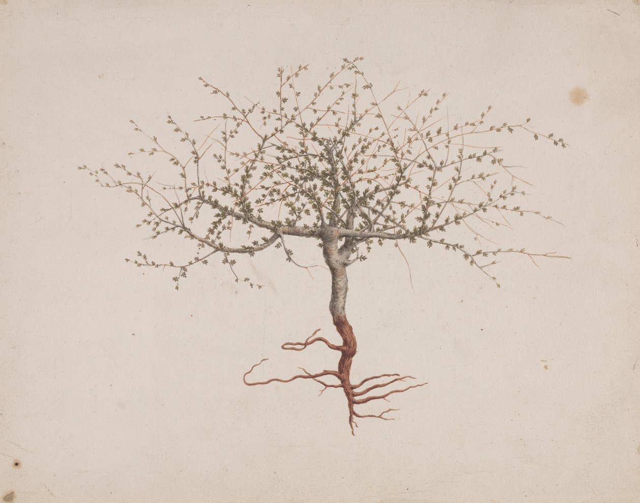 Commiphora gileadensis (L.) C. Chr. (Balsamo di Galaad, Opobalsamo): disegno finito dell