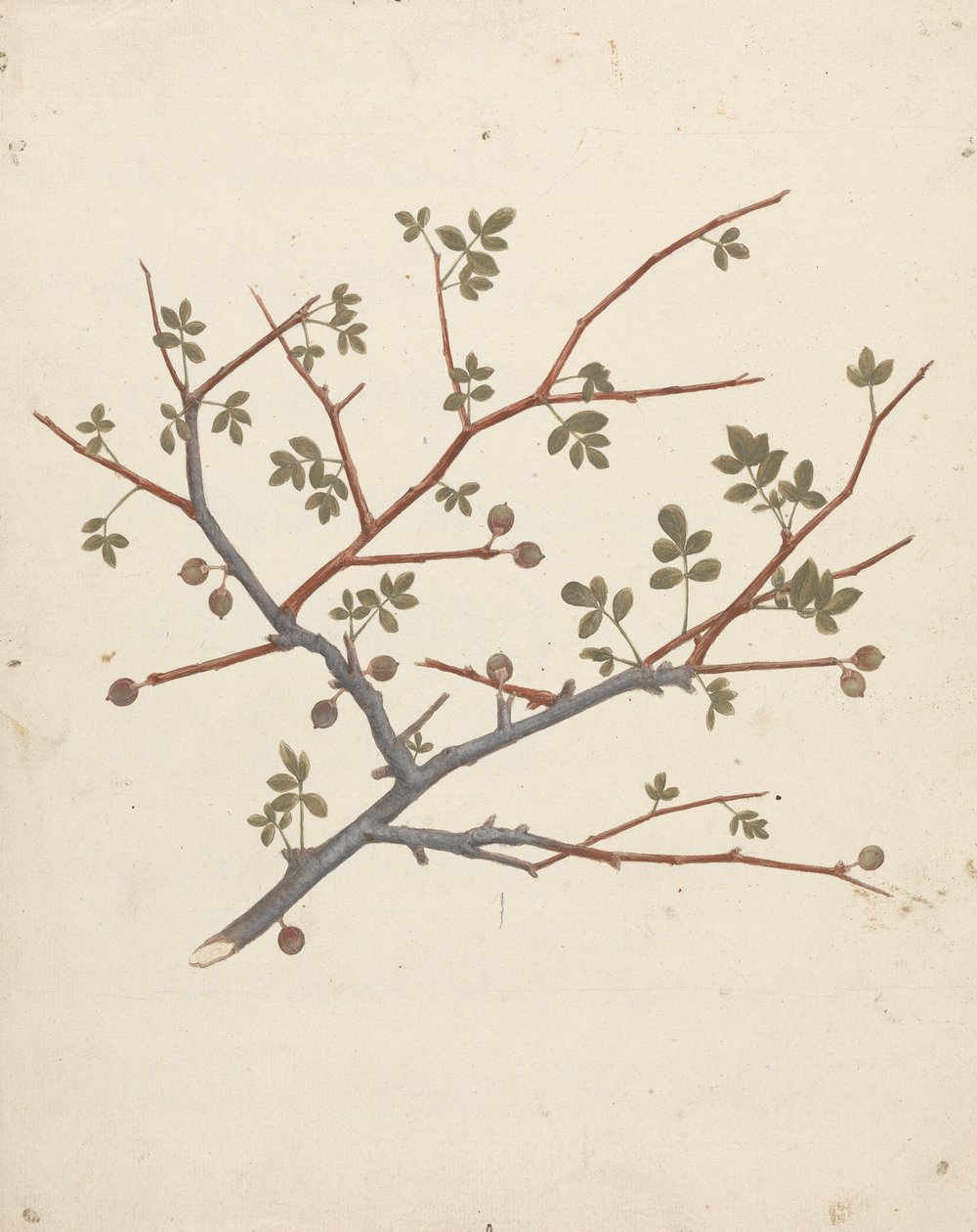 Commiphora gileadensis (Balsamo di Galaad, Opobalsamo): disegno finito di ramo fruttifero da Luigi Balugani