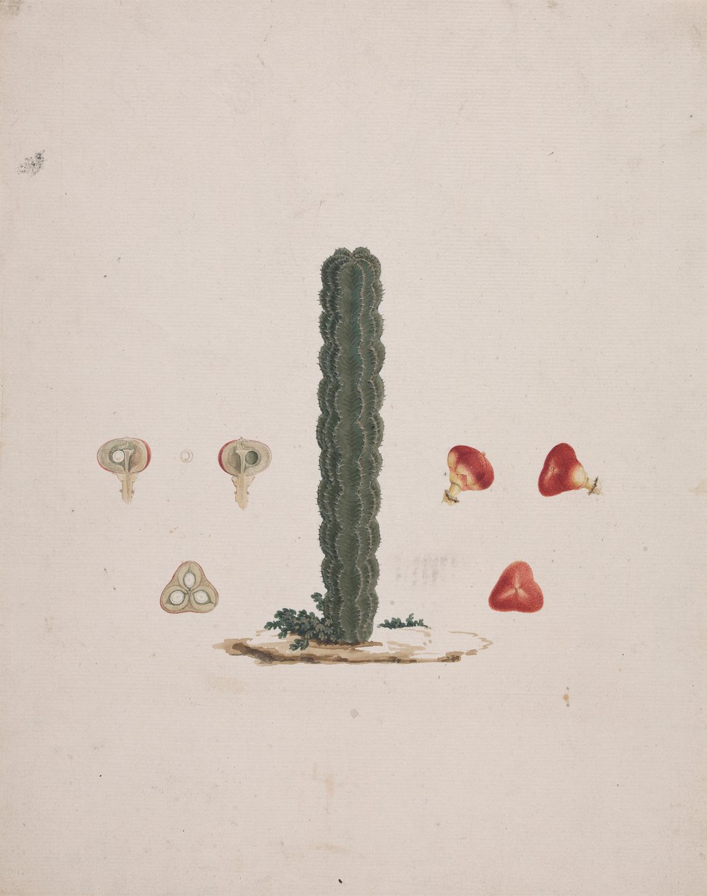 Euphorbia abyssinica J.F. Gmel. (Euforbia etiope): disegno finito di un singolo tronco, con dettagli di frutti interi e sezionati da Luigi Balugani