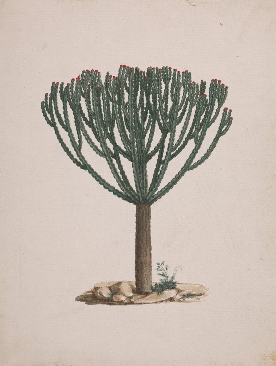 Euphorbia abyssinica J.F. Gmel. (Euforbia etiope): disegno finito dell