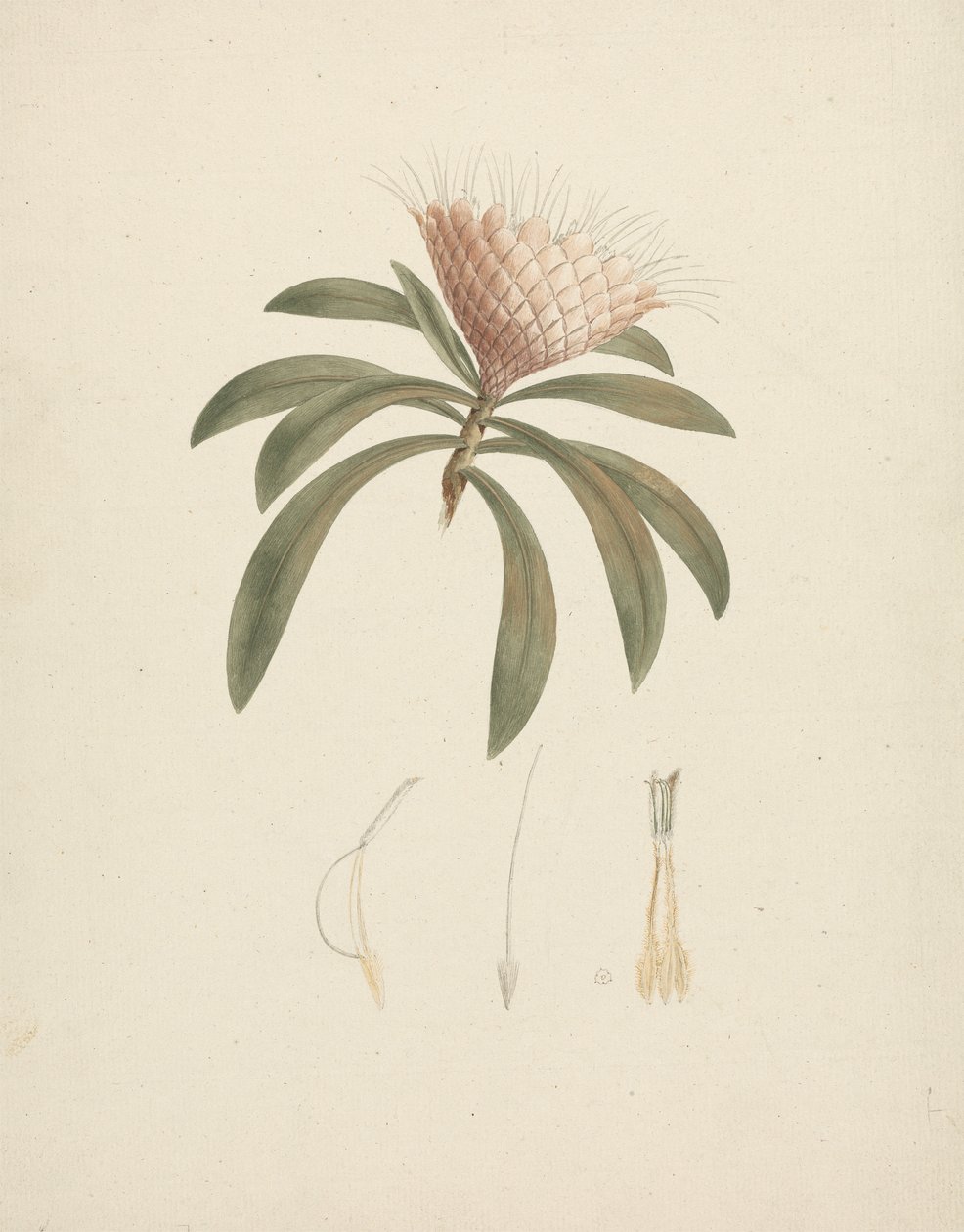 Protea gaguedi J.F. Gmel. (Protea): disegno finito con dettagli floreali da Luigi Balugani