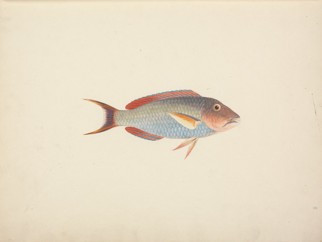 Pesce Non Identificato da Luigi Balugani