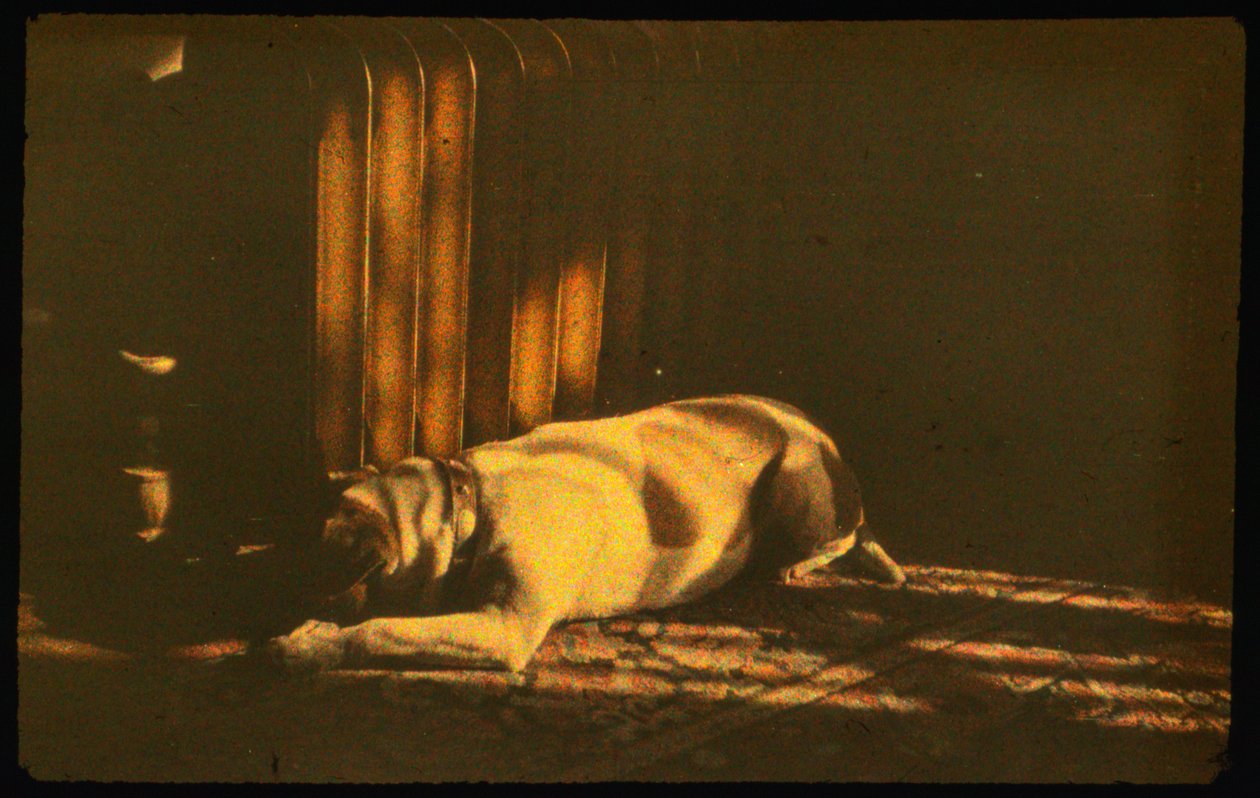 Fotografia a colori di cane che dorme alla luce del sole con Autochrome Lumière e una fotocamera 35mm da Luis Marden