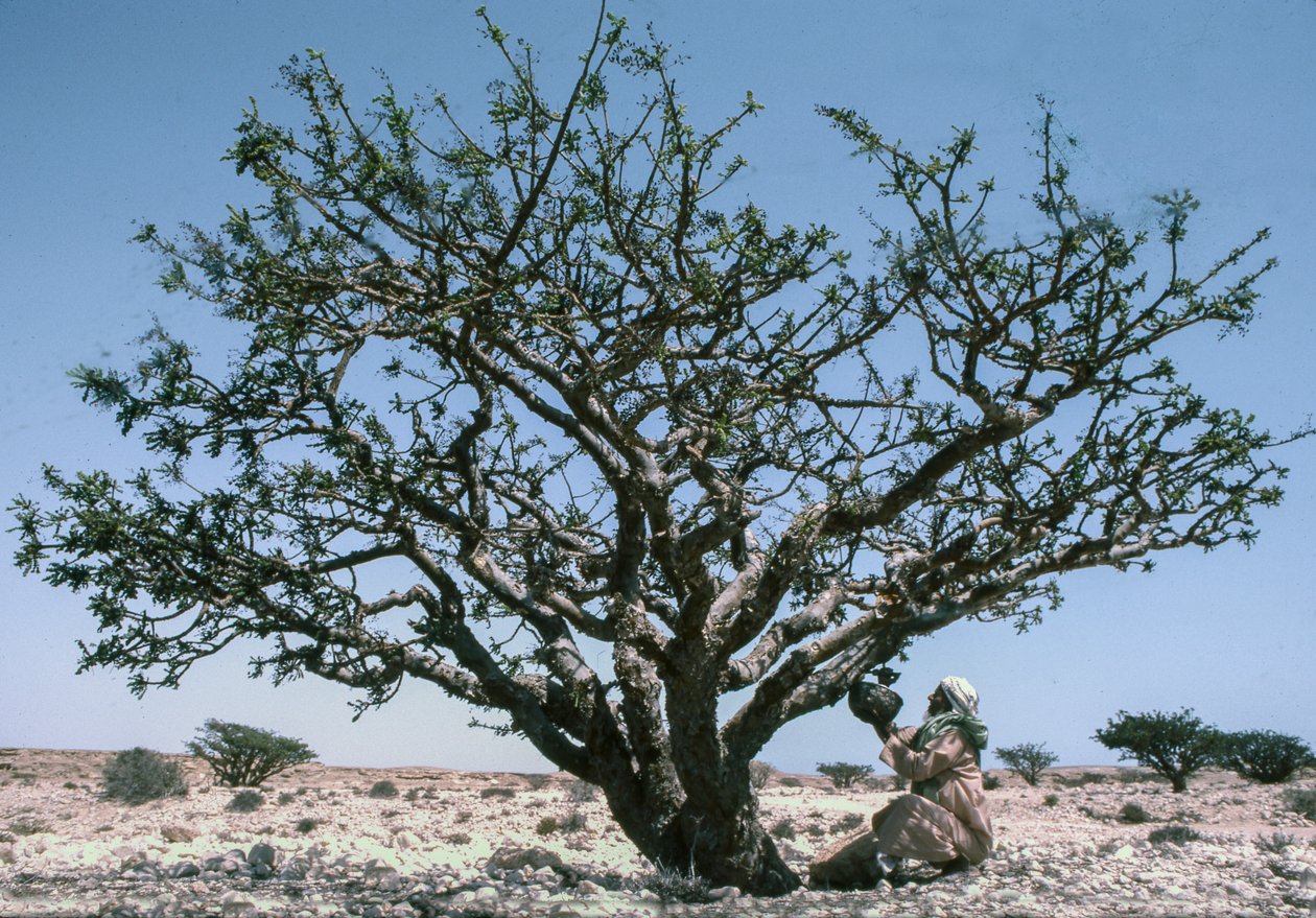 Uomo che raccoglie la resina di incenso aka olibano da un albero di Boswellia in Oman da Lynn Abercrombie