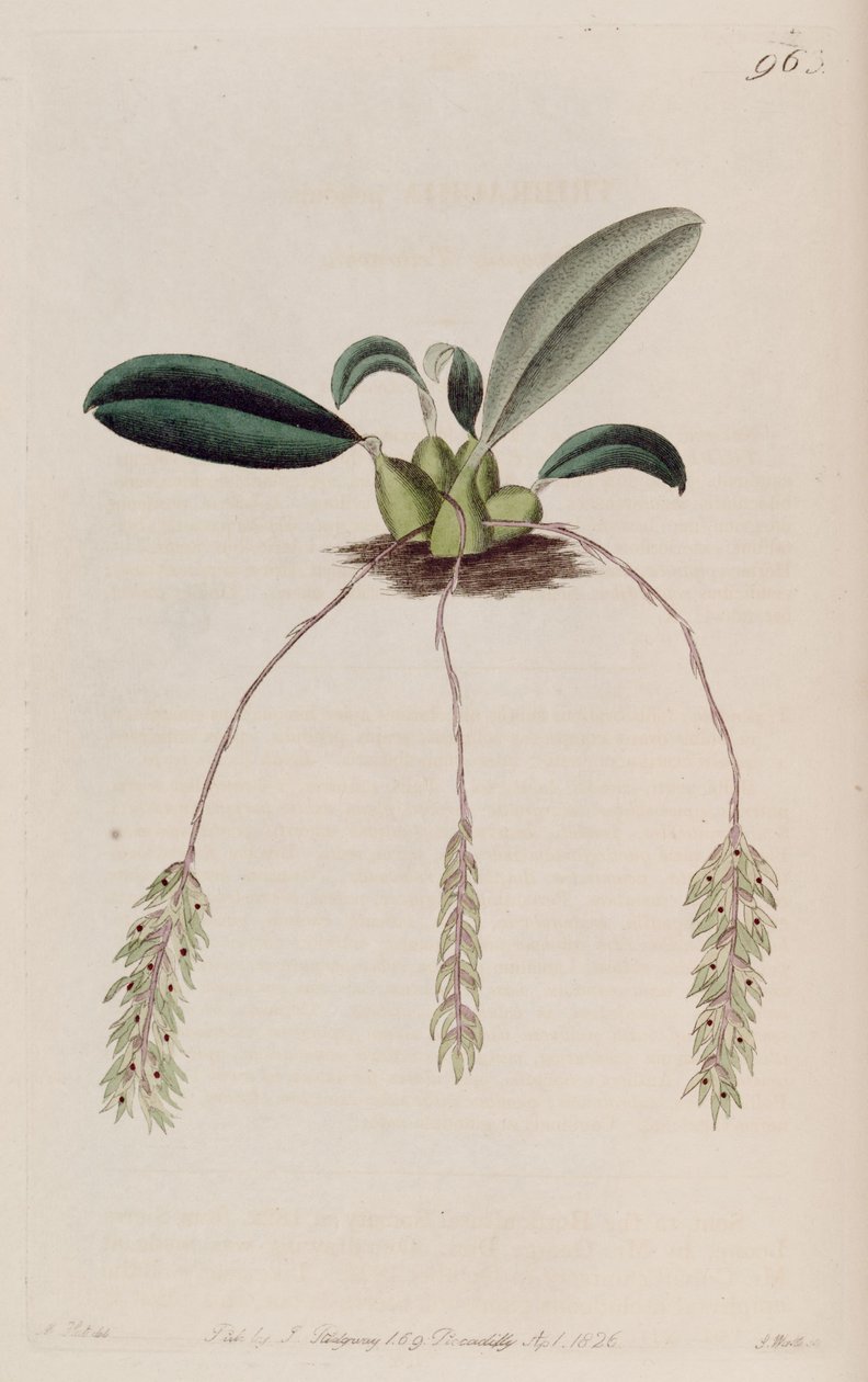 Illustrazione di Bulbophyllum pendulum (come sin. Tribrachia pendula) da M. Hart