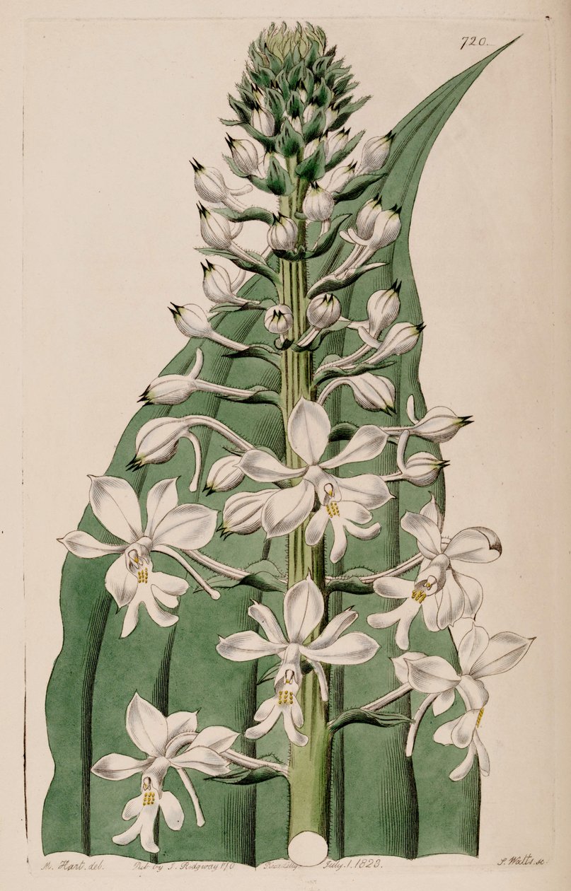 Illustrazione di Calanthe triplicata (come sin. Calanthe veratrifolia) (infiorescenza) da M. Hart