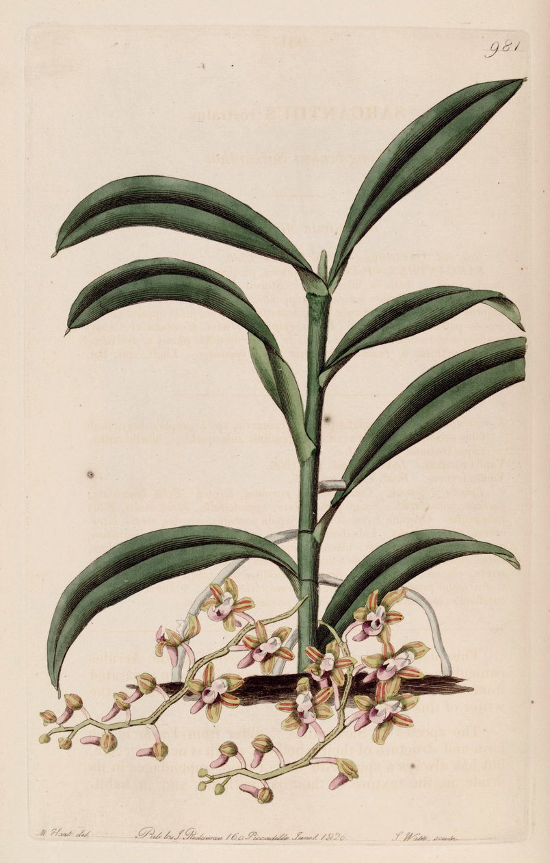 Illustrazione di Cleisostoma recurvum (come sin. Sarcanthus rostratus) da M. Hart