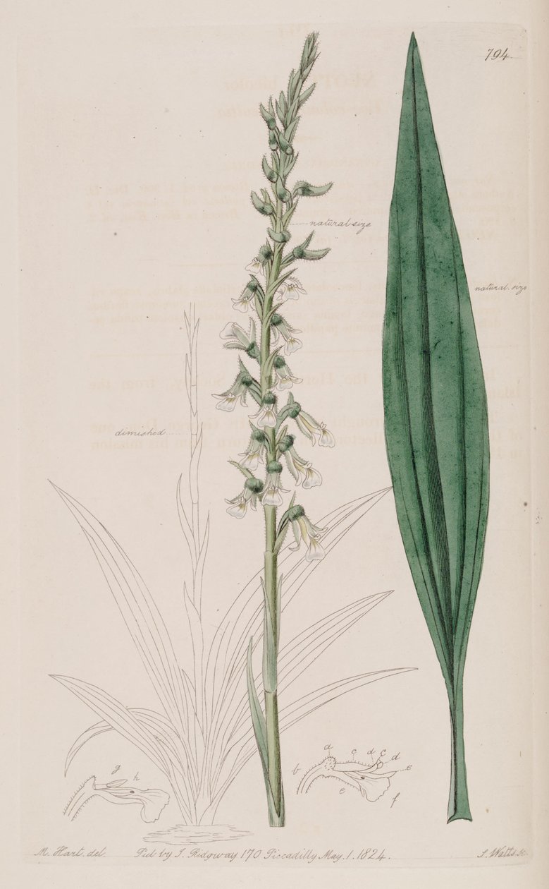 Illustrazione di Cyclopogon bicolor (come sin. Neottia bicolor) da M. Hart