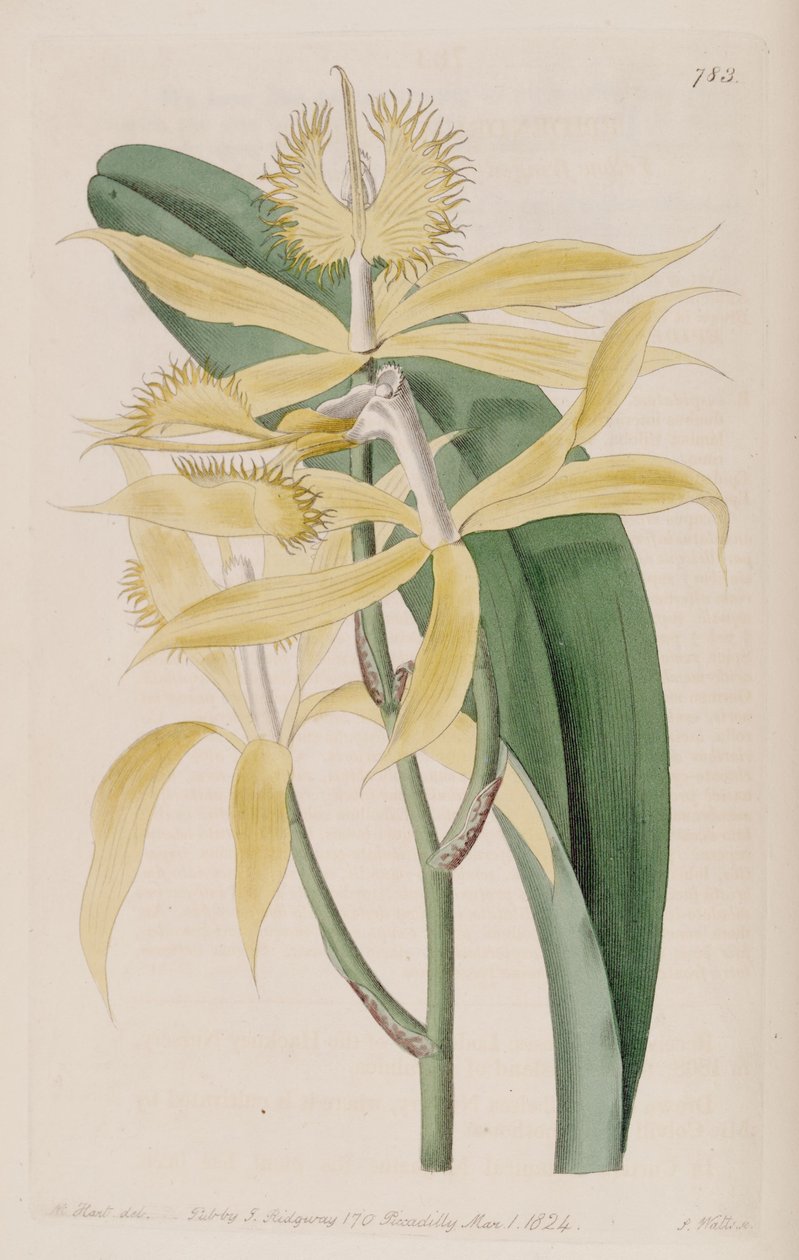 Illustrazione di Epidendrum ciliare (come sin. Epidendrum cuspidatum) da M. Hart