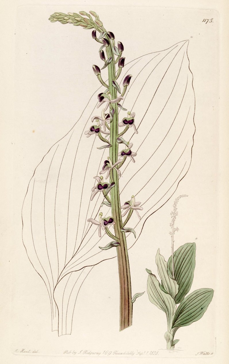 Illustrazione di Liparis nervosa ssp. nervosa (come sin. Liparis elata) da M. Hart