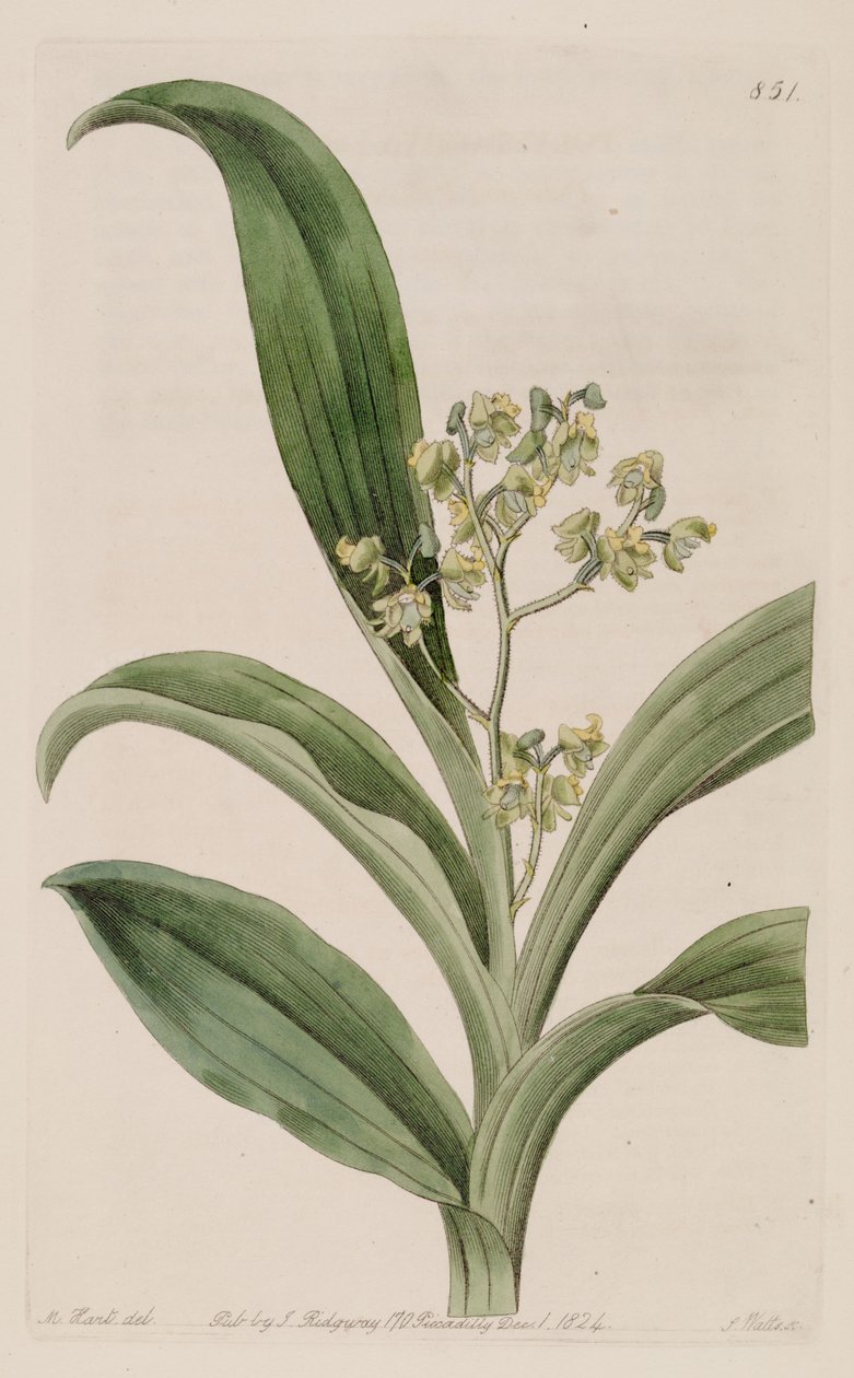 Illustrazione di Polystachya puberula da M. Hart