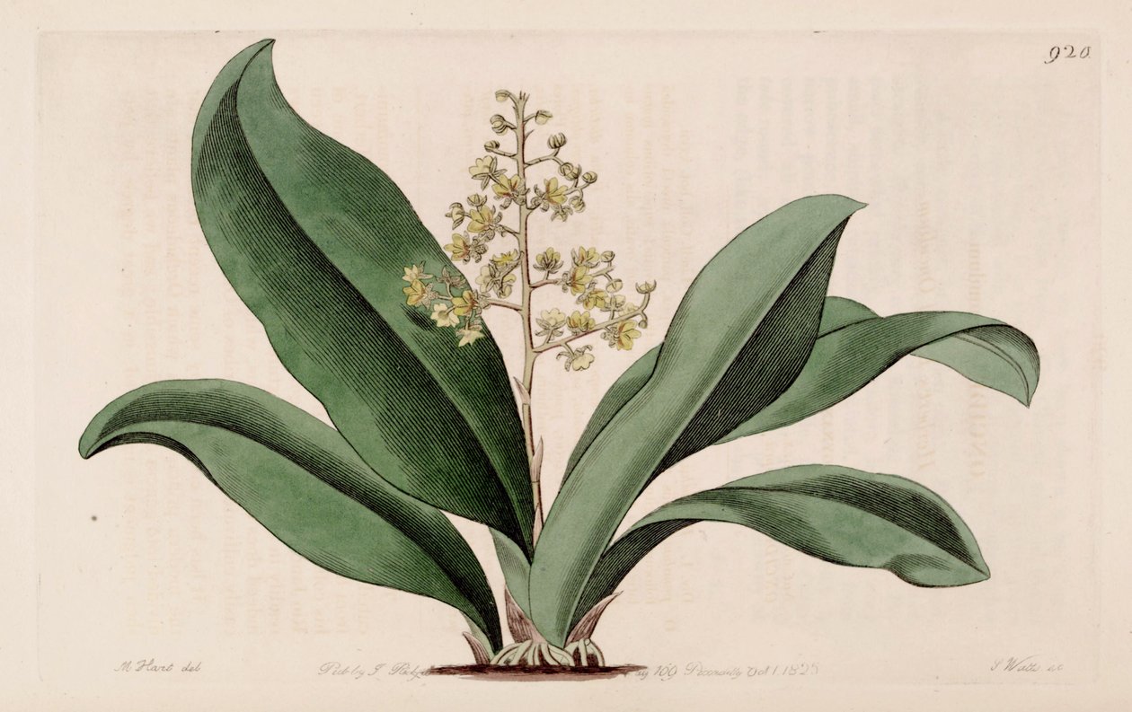 Illustrazione di Trichocentrum pumilum (come sin. Oncidium pumilum) da M. Hart