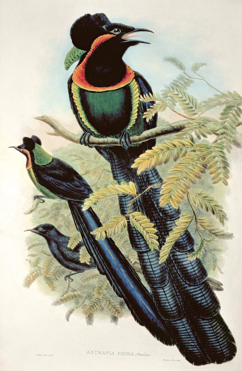 Astrapia Arfak, Astrapia Nigra - Uccello del Paradiso da M. Hart