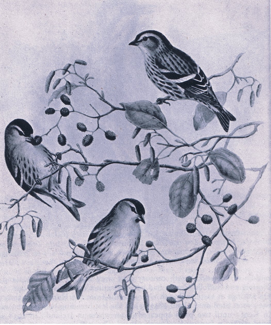 Lucherini, Nature in Britain pubblicato da Collins, 1946 da M. Hart