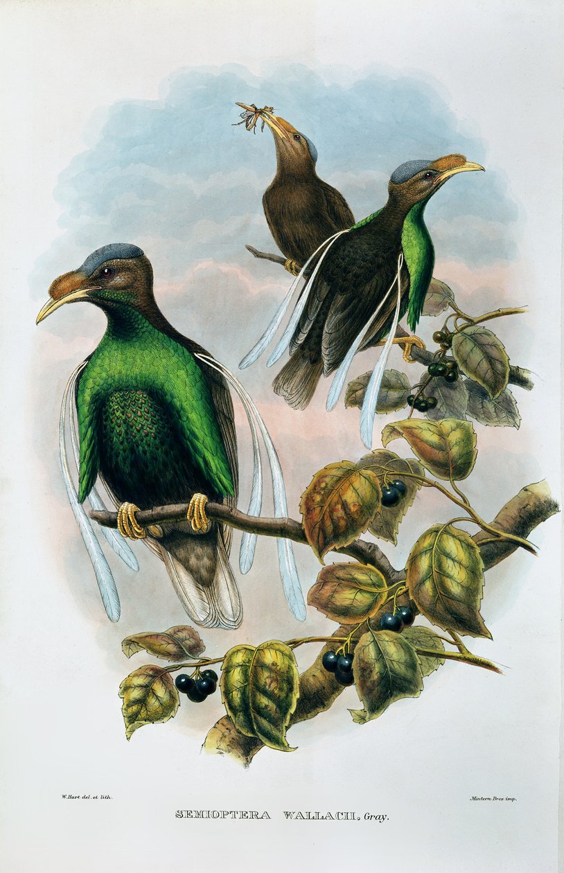 Ala standard di Wallace Semioptera Wallecei da M. Hart
