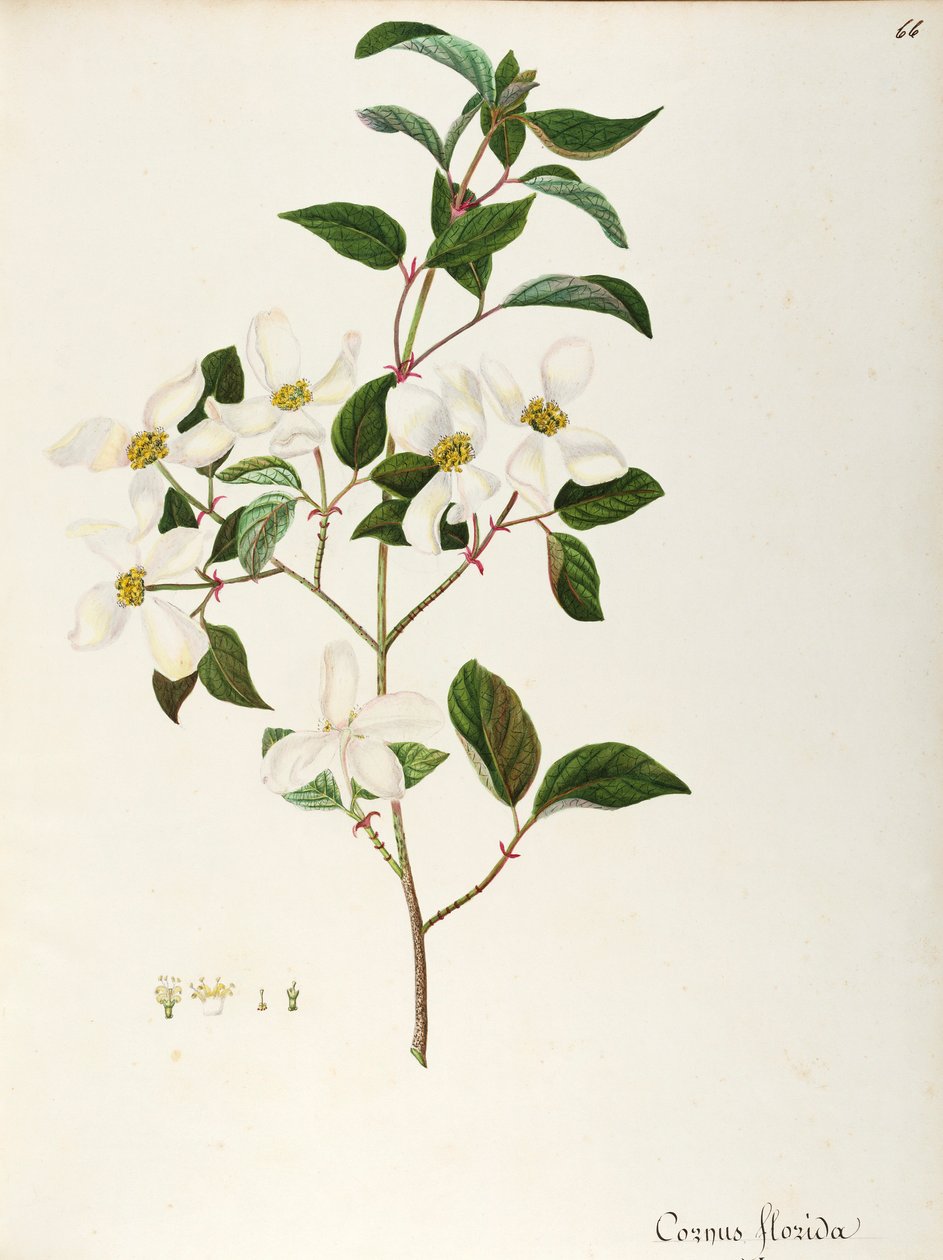 Corniolo in fiore (Cornus florida), Cornaceae, piccolo albero o arbusto originario del Nord America da Maddalena Lisa Mussino