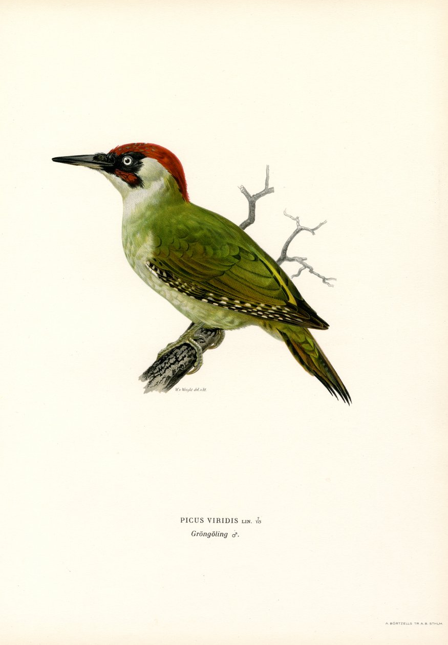 Picchio verde da Magnus Ferdinand and Wilhelm von Wright
