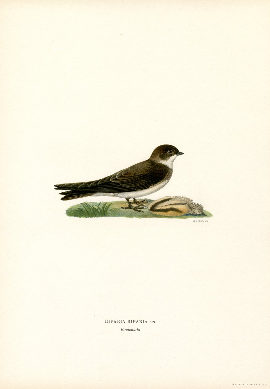 Rondine di sabbia da Magnus Ferdinand and Wilhelm von Wright