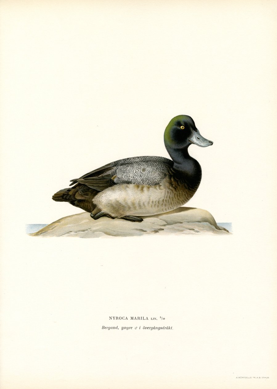 Moretta americana da Magnus Ferdinand and Wilhelm von Wright