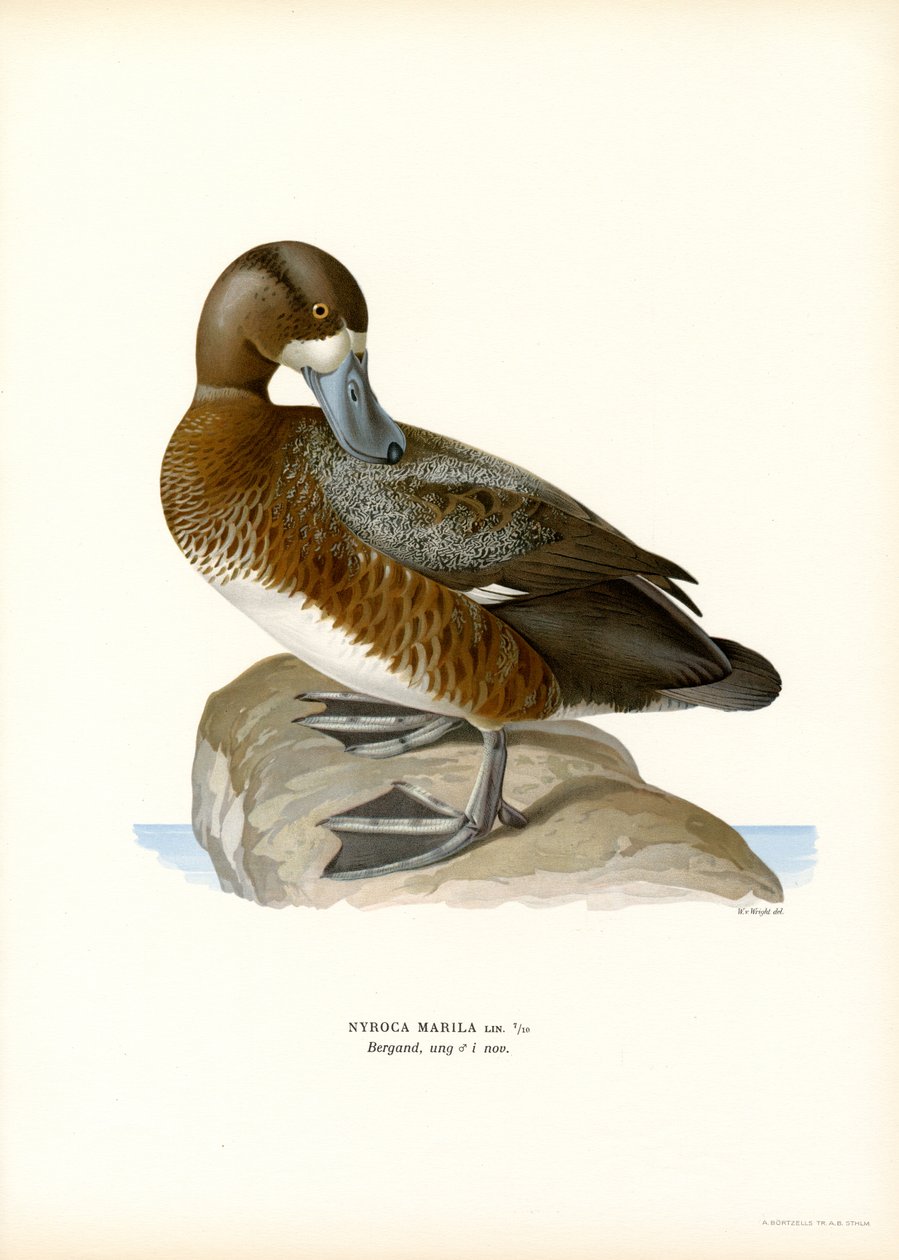 Moretta americana da Magnus Ferdinand and Wilhelm von Wright