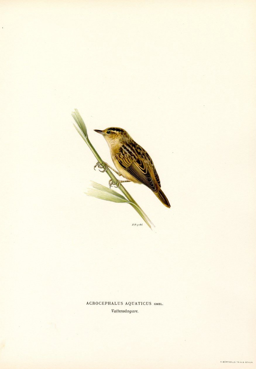 Cannaiola acquatica da Magnus Ferdinand and Wilhelm von Wright