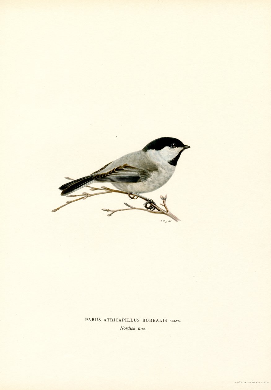 Cinciallegra dal cappuccio nero da Magnus Ferdinand and Wilhelm von Wright