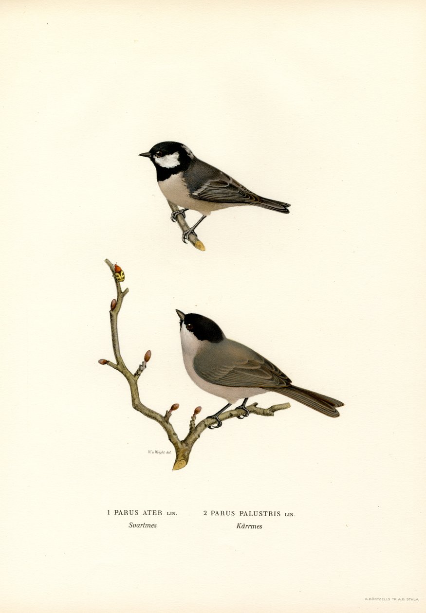 Cincia dal ciuffo da Magnus Ferdinand and Wilhelm von Wright