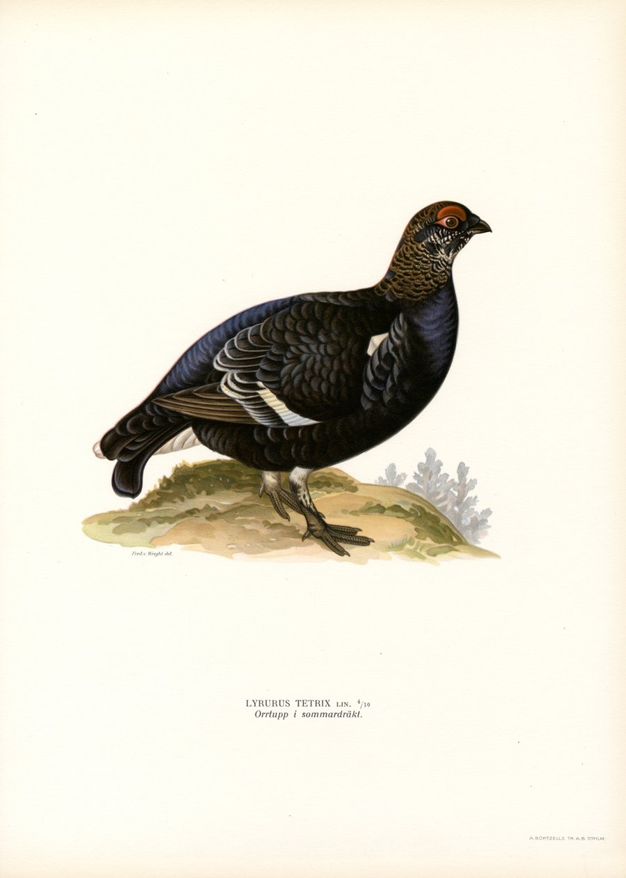 Gallo cedrone nero da Magnus Ferdinand and Wilhelm von Wright