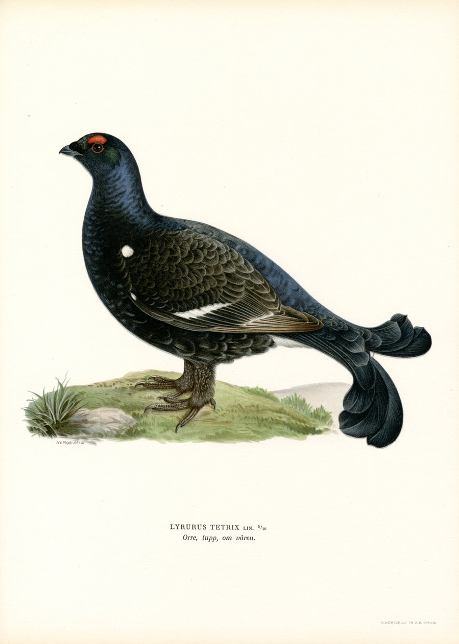 Gallo cedrone da Magnus Ferdinand and Wilhelm von Wright
