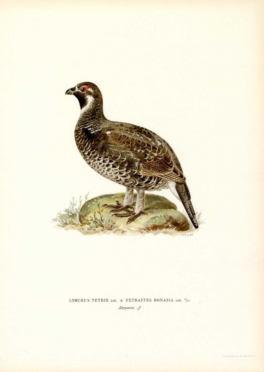 Gallo cedrone x Gallo forcello da Magnus Ferdinand and Wilhelm von Wright