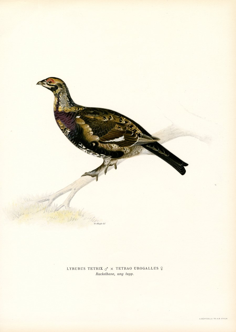 Gallo cedrone nero x Gallo cedrone occidentale da Magnus Ferdinand and Wilhelm von Wright