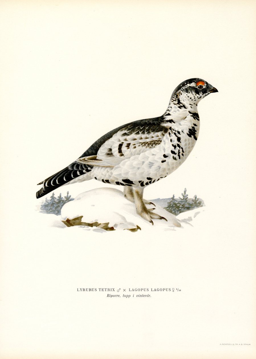 Gallo cedrone x Pernice bianca da Magnus Ferdinand and Wilhelm von Wright