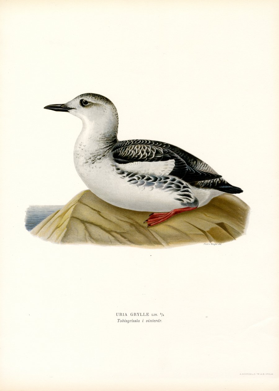 Guillemot nero (litografia a colori) da Magnus Ferdinand and Wilhelm von Wright