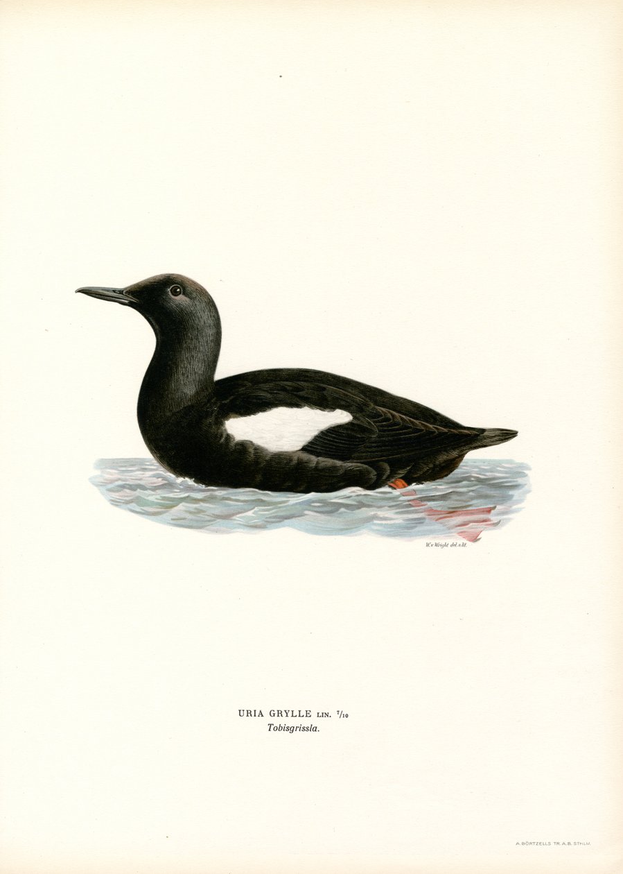 Uria Nera da Magnus Ferdinand and Wilhelm von Wright