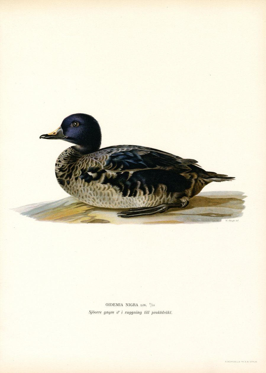 Orchetto marino da Magnus Ferdinand and Wilhelm von Wright