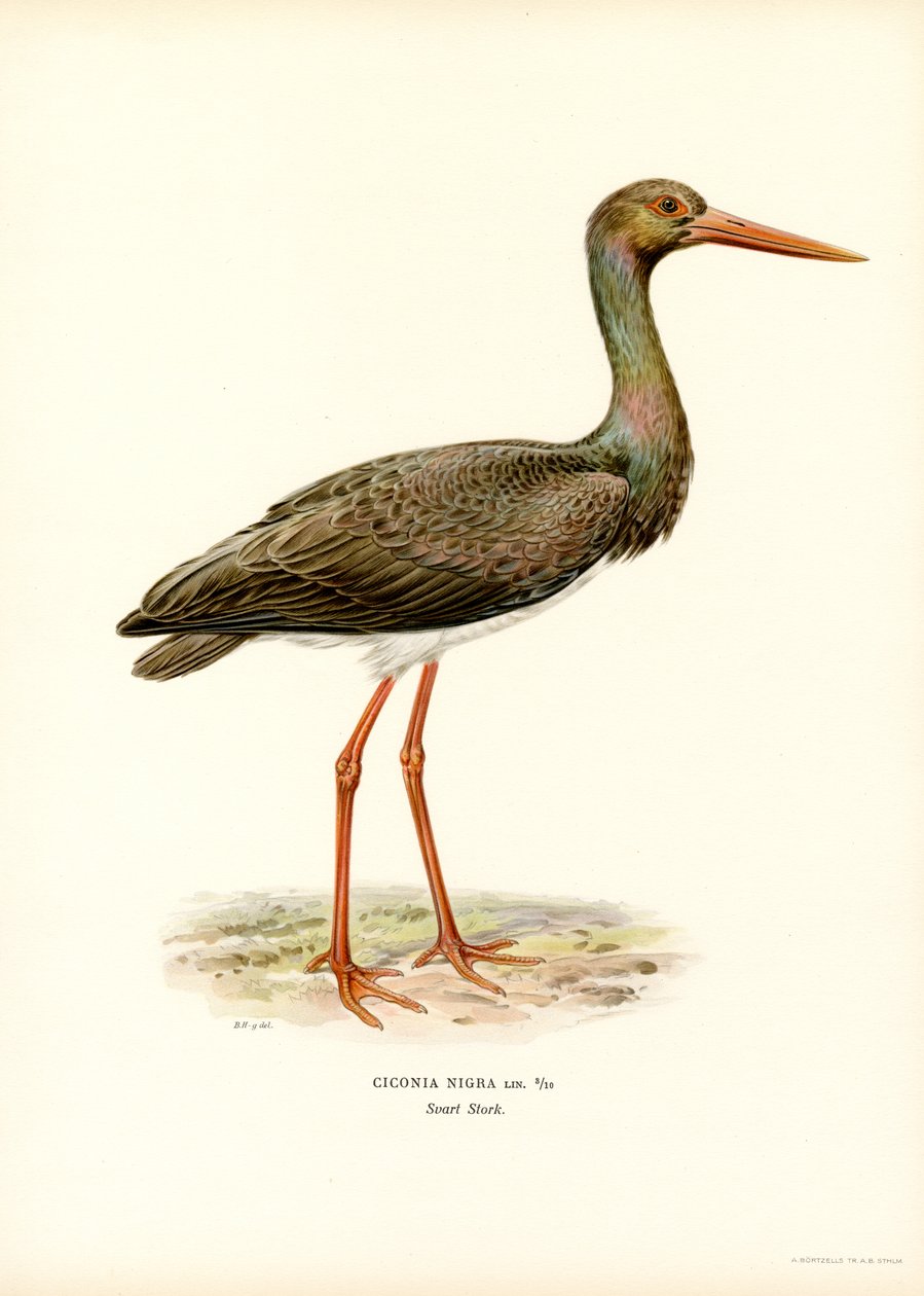 Cicogna nera da Magnus Ferdinand and Wilhelm von Wright