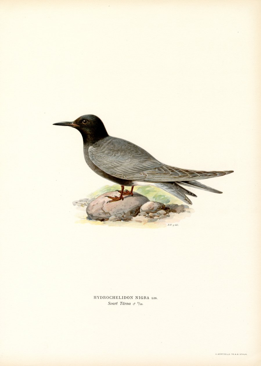 Sterna nera da Magnus Ferdinand and Wilhelm von Wright
