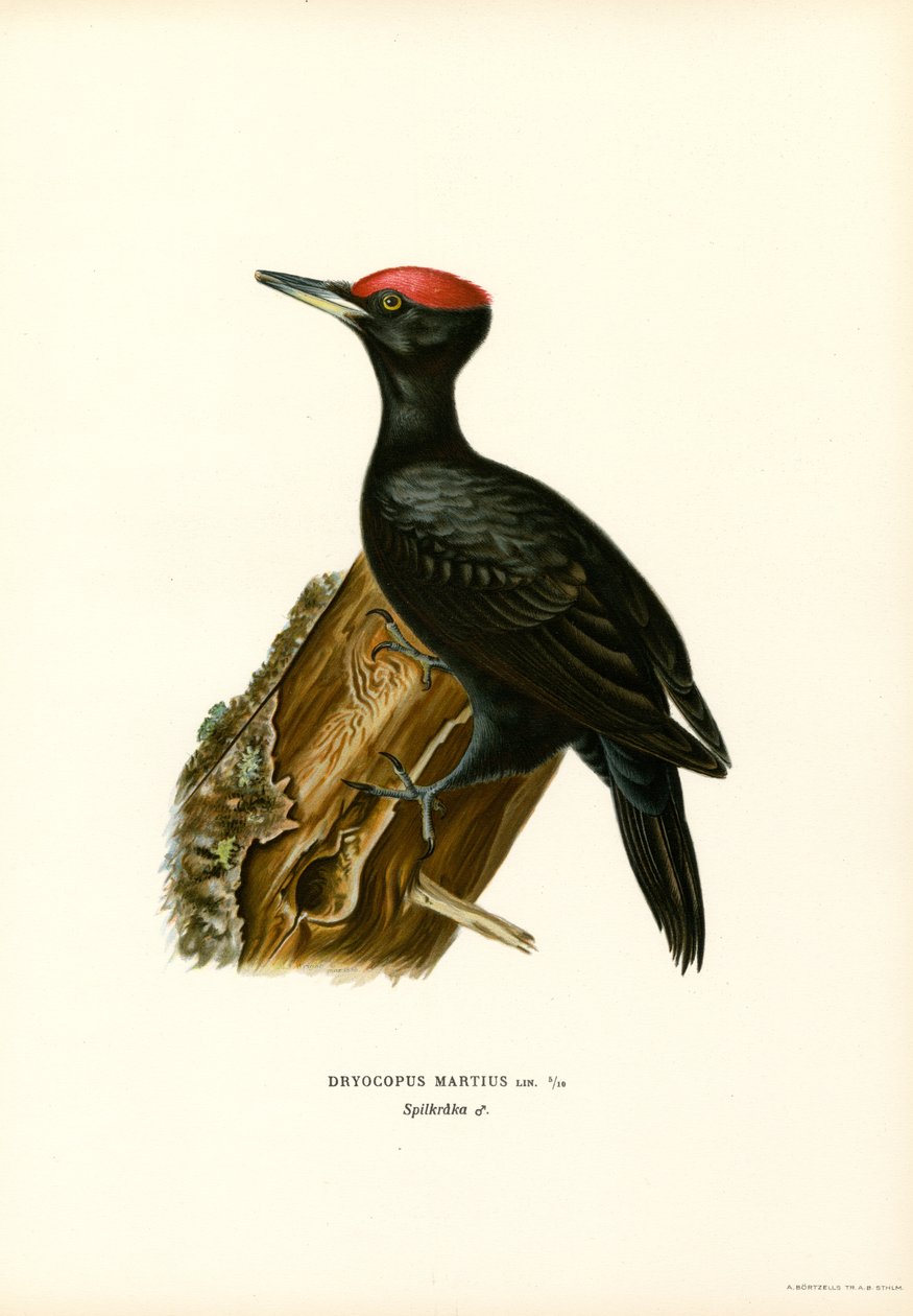 Picchio nero da Magnus Ferdinand and Wilhelm von Wright