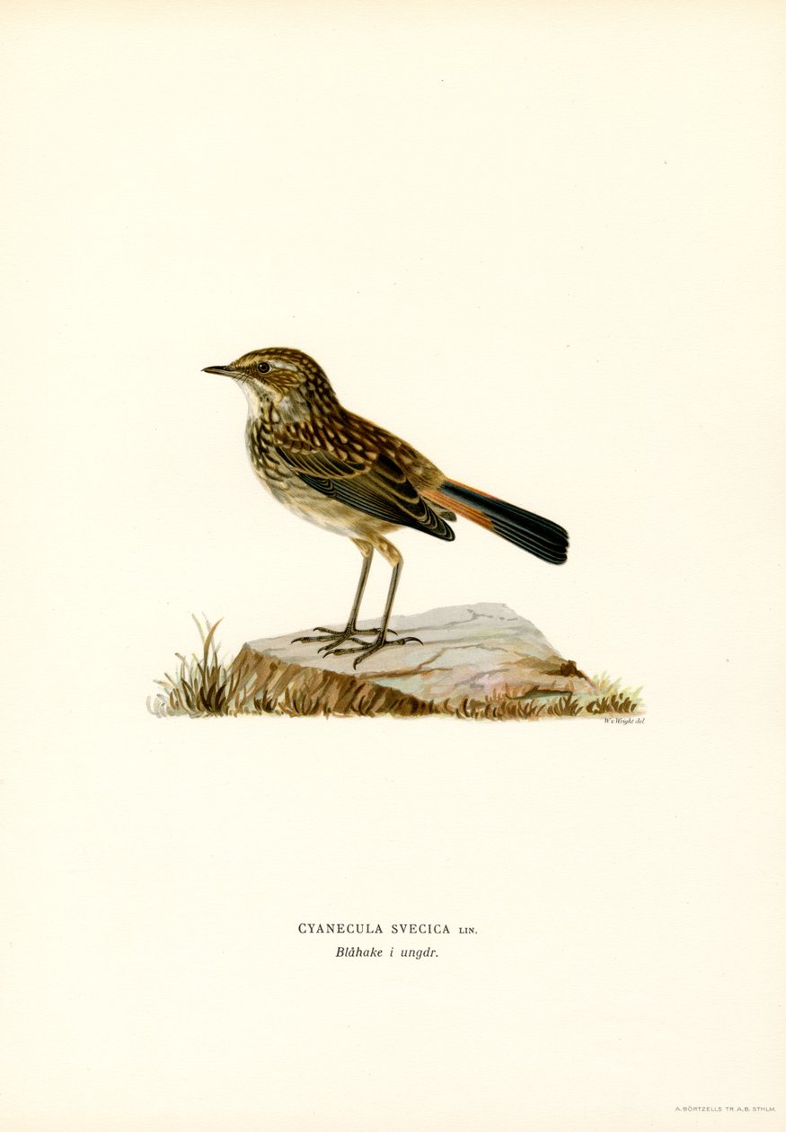Pettazzurro da Magnus Ferdinand and Wilhelm von Wright