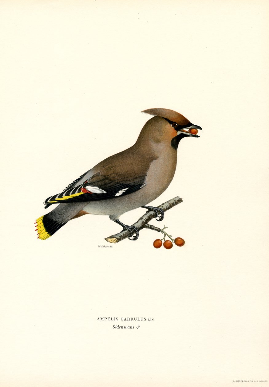 Beccofrusone da Magnus Ferdinand and Wilhelm von Wright