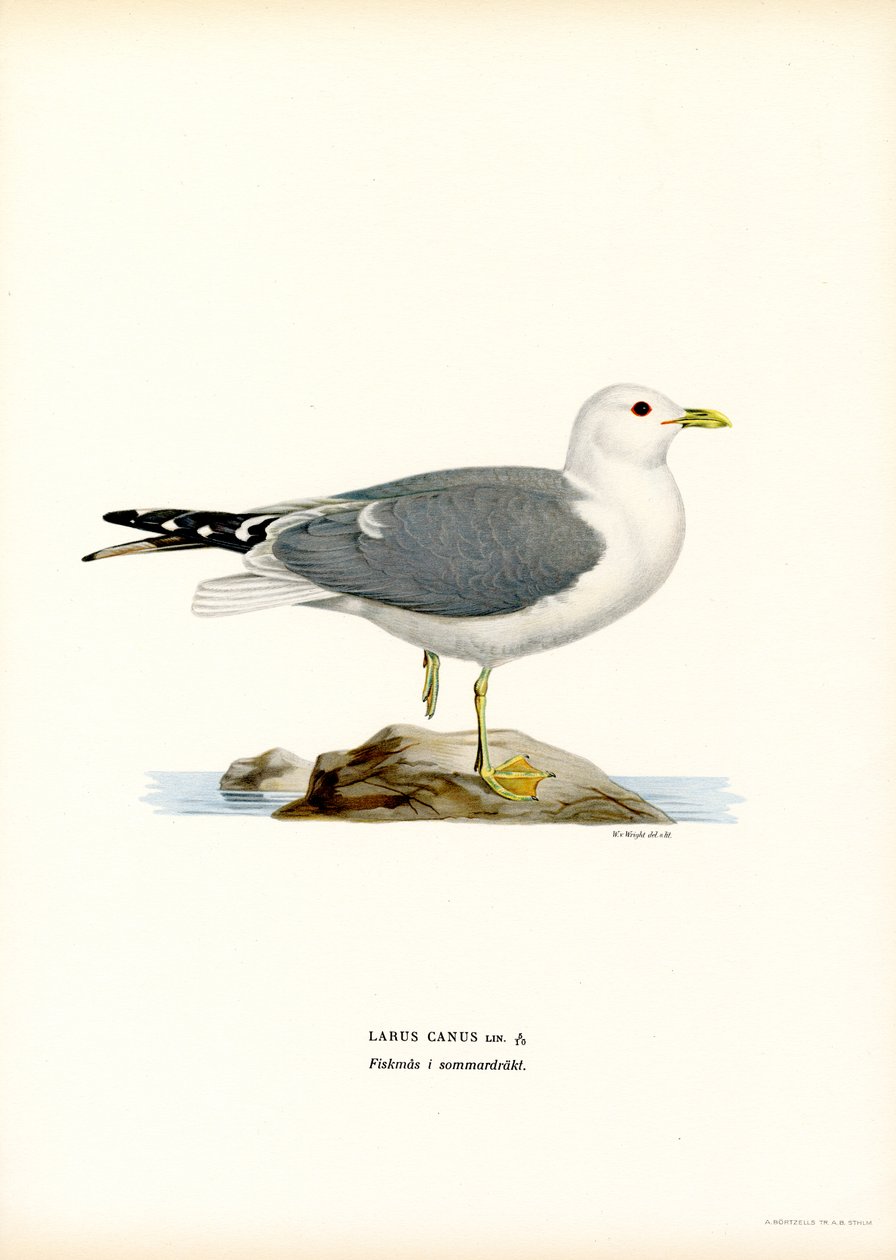 Gabbiano comune da Magnus Ferdinand and Wilhelm von Wright