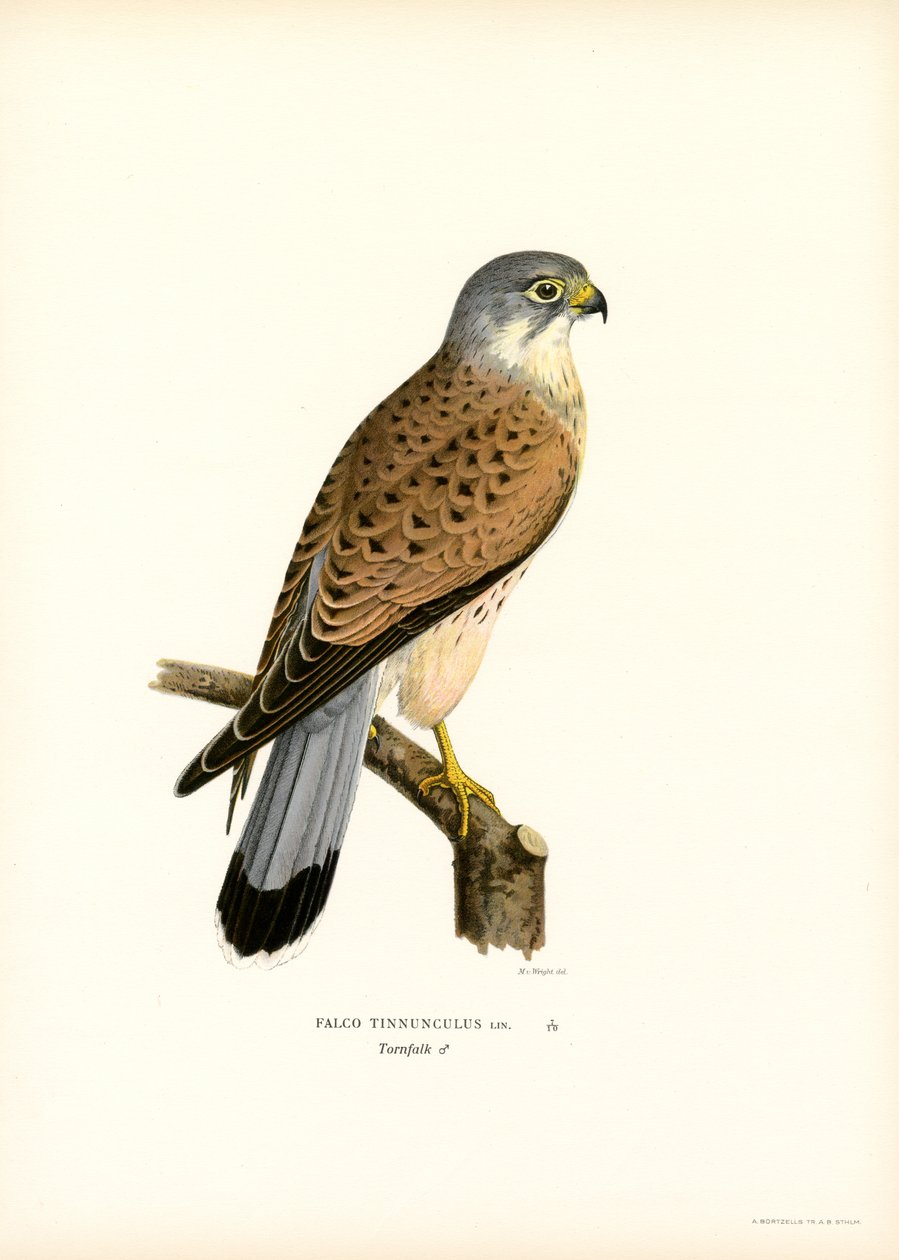 Gheppio comune da Magnus Ferdinand and Wilhelm von Wright