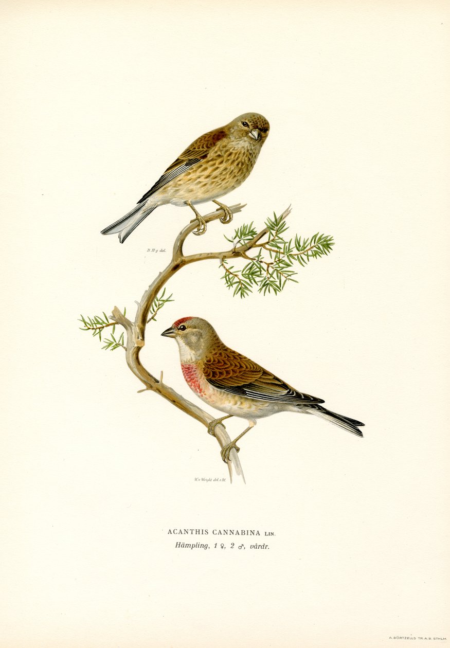 Fanello da Magnus Ferdinand and Wilhelm von Wright