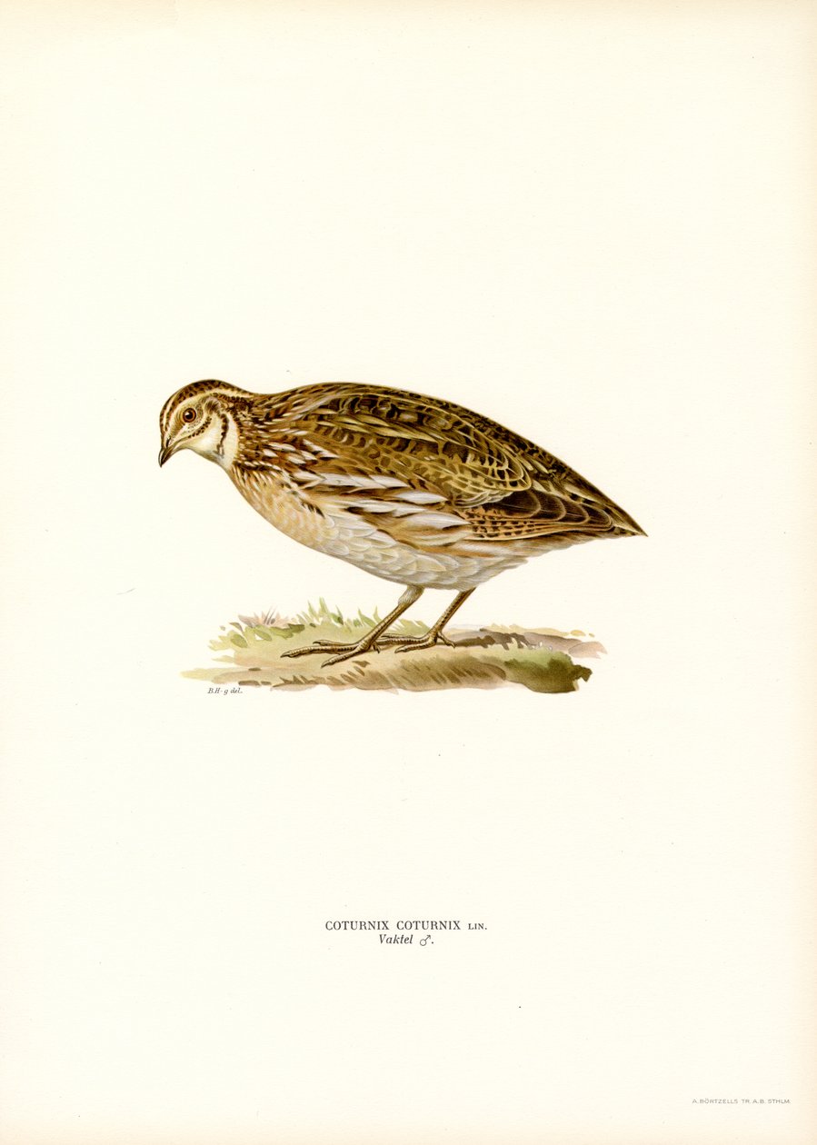 Quaglia comune da Magnus Ferdinand and Wilhelm von Wright