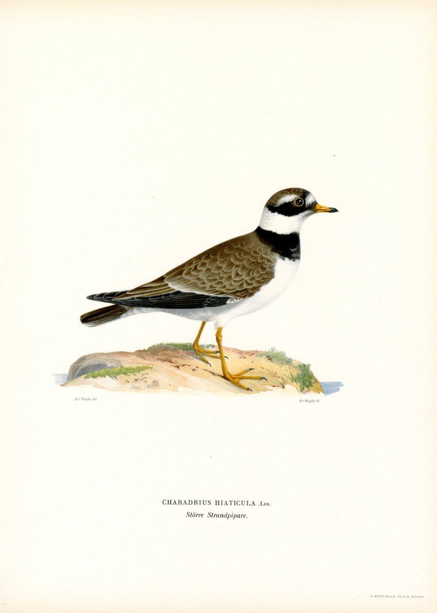 Corriere grosso da Magnus Ferdinand and Wilhelm von Wright