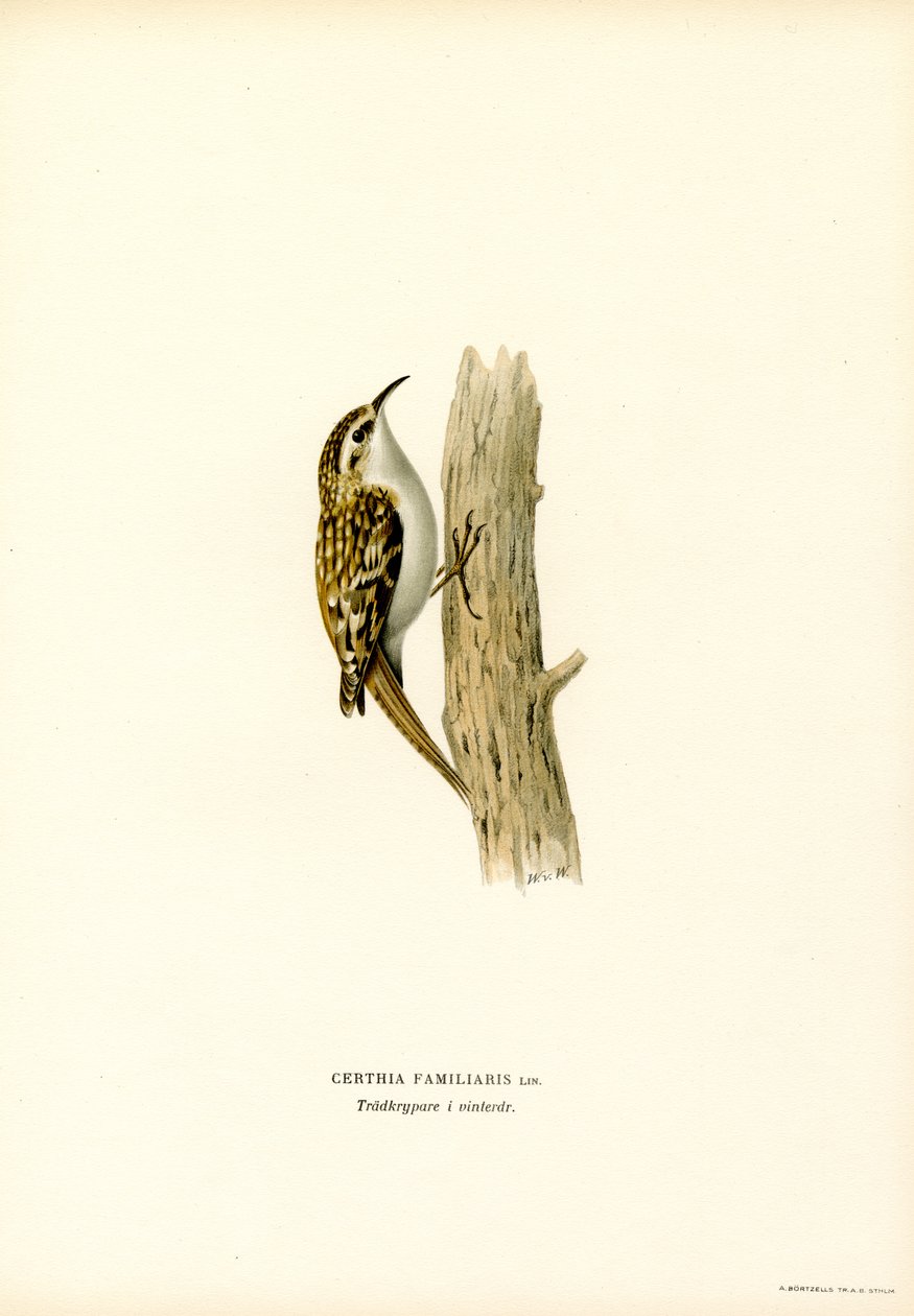 Rampichino comune da Magnus Ferdinand and Wilhelm von Wright