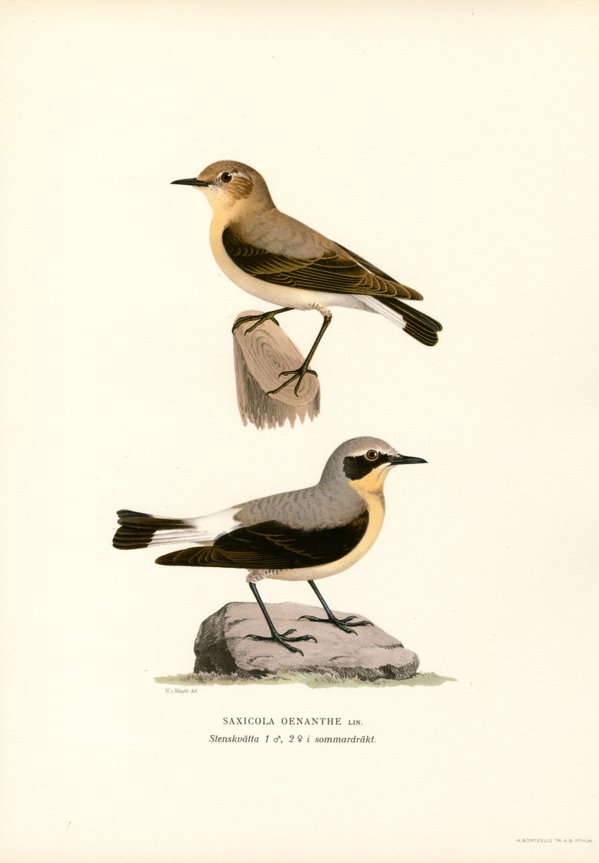 Culbianco da Magnus Ferdinand and Wilhelm von Wright