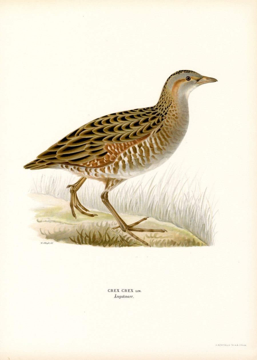 Re di quaglie da Magnus Ferdinand and Wilhelm von Wright